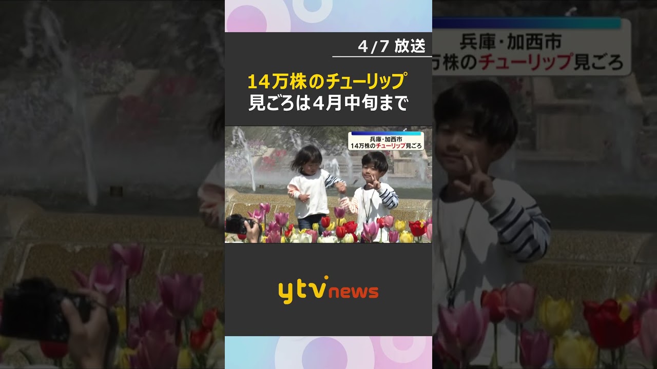 300品種14万株のチューリップ見ごろ　赤・黄色・ピンクなど色とりどり　兵庫県立フラワーセンター #shorts　#読売テレビニュース