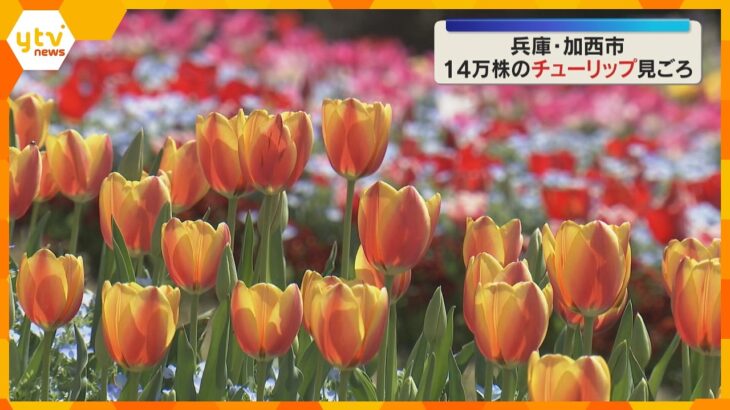 300品種14万株のチューリップ見ごろ　赤・黄色・ピンクなど色とりどり　兵庫県立フラワーセンター
