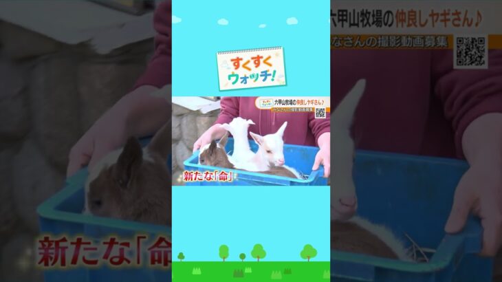 開業50周年を迎えた「六甲山牧場」に先月誕生した三つ子のヤギをウォッチ！神戸市立六甲山牧場#shorts #読売テレビニュース #じゅーっと #すくすくウォッチ #六甲山牧場　#子ヤギ