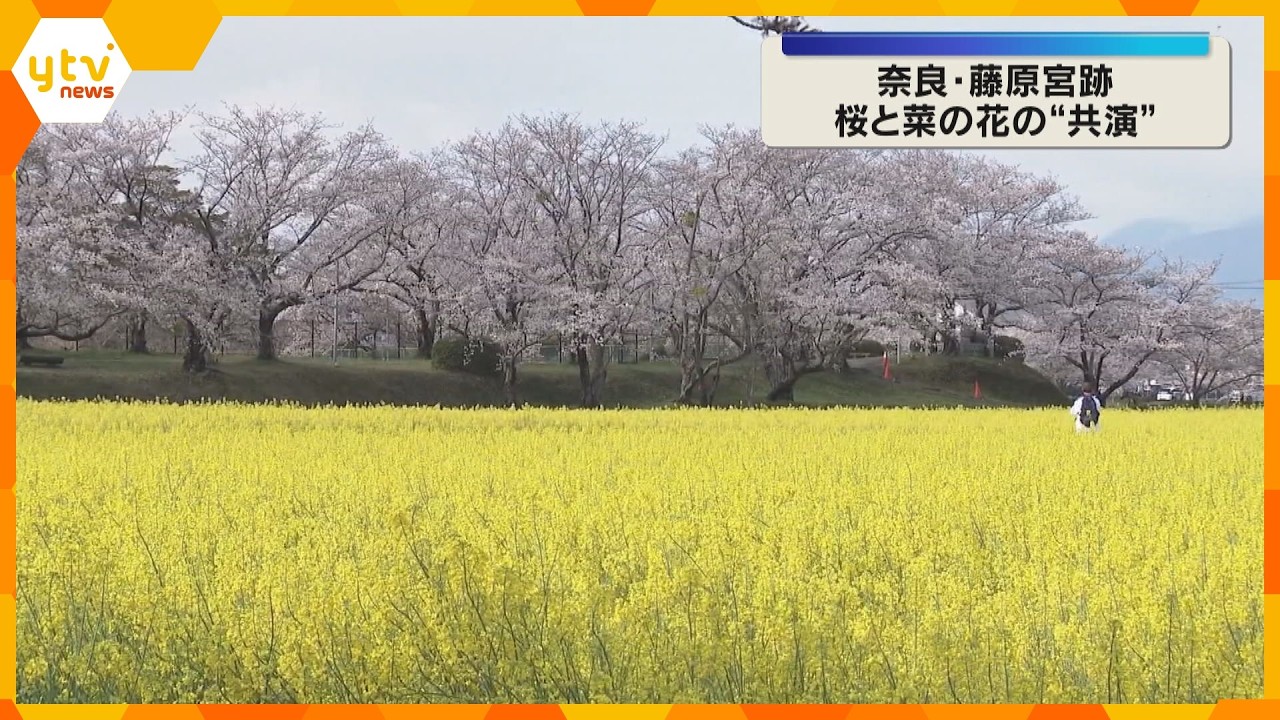「一生のうちでこんな機会そうない」桜と菜の花の“共演”　2色が織りなす春の絶景　奈良・藤原宮跡