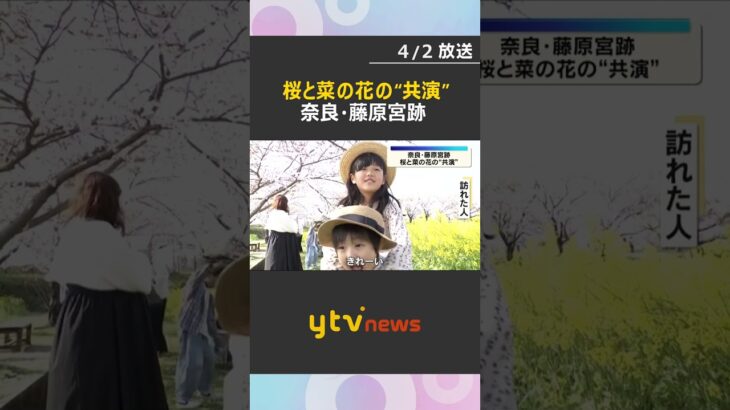 「一生のうちでこんな機会そうない」桜と菜の花の“共演”　2色が織りなす春の絶景　奈良・藤原宮跡　#shorts　#読売テレビニュース
