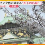 【桜と城の共演①】天下の名城を彩る桜「日本の春らしくていい」大阪城公園はほぼ満開　来週前半まで