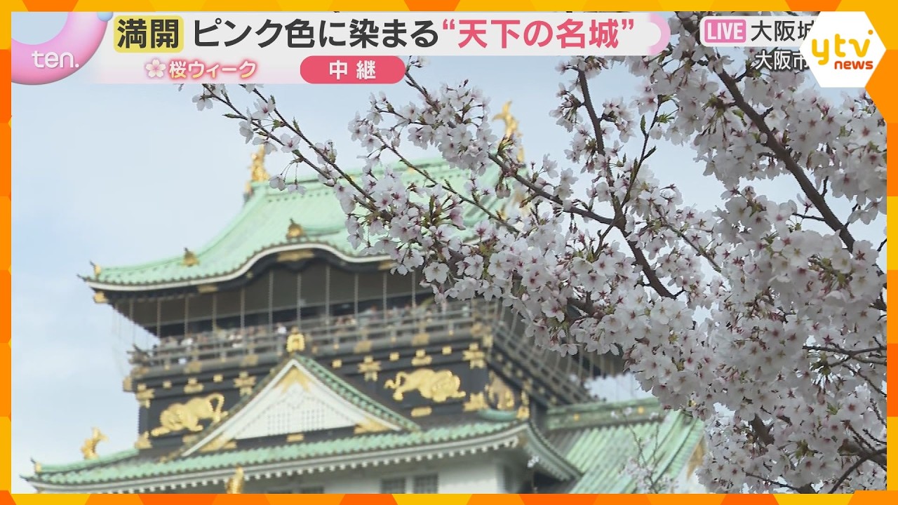 【桜と城の共演①】天下の名城を彩る桜「日本の春らしくていい」大阪城公園はほぼ満開　来週前半まで
