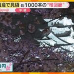 【桜と城の共演②】世界遺産「白鷺城」姫路城を彩る桜　約1000本の桜回廊　ライトアップは日曜まで