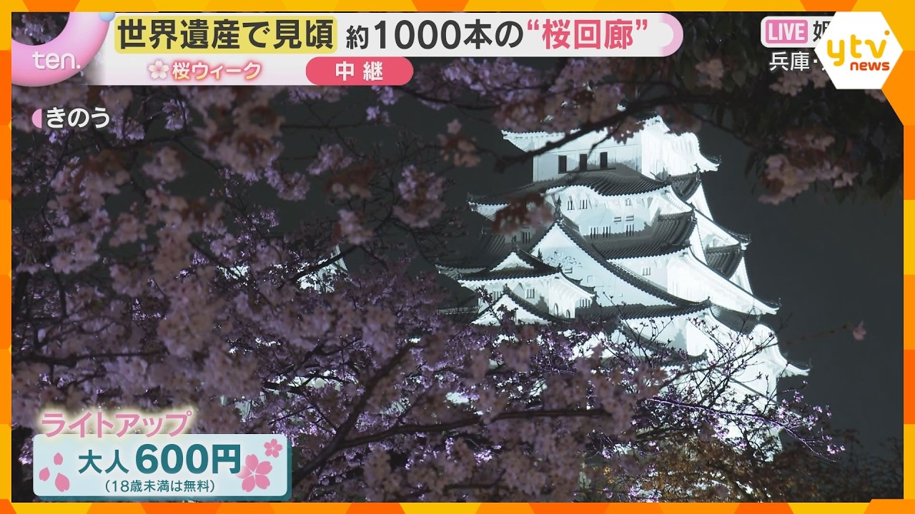 【桜と城の共演②】世界遺産「白鷺城」姫路城を彩る桜　約1000本の桜回廊　ライトアップは日曜まで
