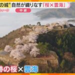 【桜と城の共演③】天空の城を彩る桜　運がよければ幻想的な雲海や少し遅い時期に咲くヤマザクラも