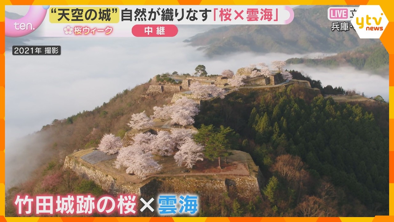 【桜と城の共演③】天空の城を彩る桜　運がよければ幻想的な雲海や少し遅い時期に咲くヤマザクラも