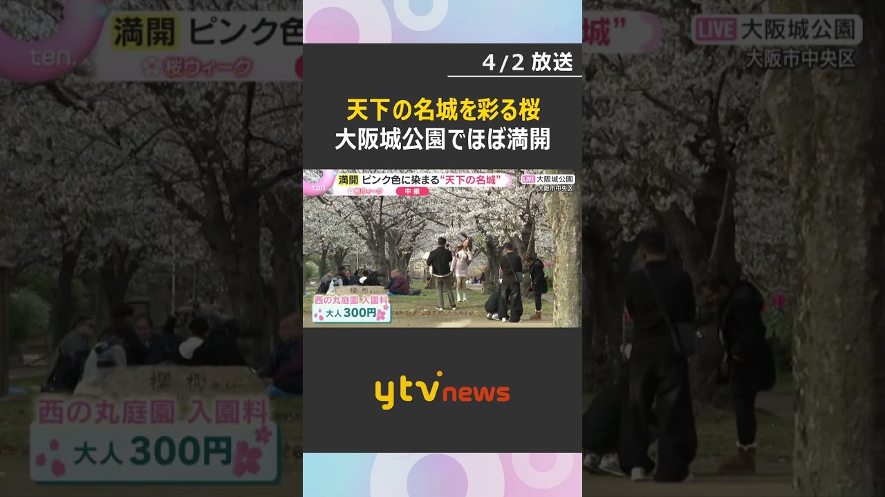 【桜と城の共演①】天下の名城を彩る桜「日本の春らしくていい」大阪城公園はほぼ満開　来週前半まで　#shorts　#読売テレビニュース