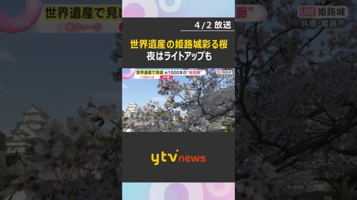 【桜と城の共演②】世界遺産「白鷺城」姫路城を彩る桜　約1000本の桜回廊　ライトアップは5日まで　#shorts　#読売テレビニュース