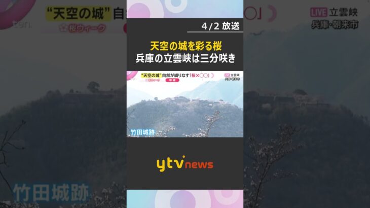 【桜と城の共演③】天空の城を彩る桜　運がよければ幻想的な雲海や少し遅い時期に咲くヤマザクラも　#shorts　#読売テレビニュース