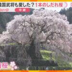 【空から花見②】「桜のカーテンに包まれるよう」圧巻のしだれ桜「又兵衛桜」が満開　奈良・宇陀市
