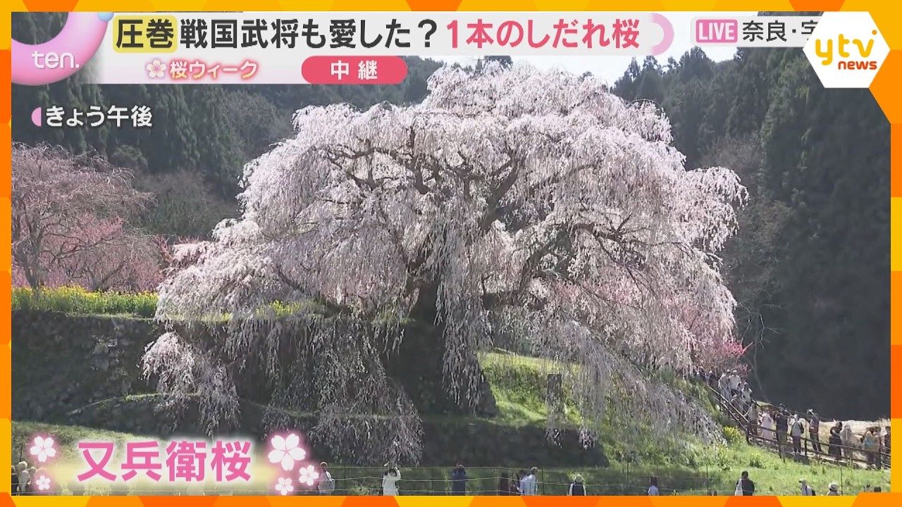 【空から花見②】「桜のカーテンに包まれるよう」圧巻のしだれ桜「又兵衛桜」が満開　奈良・宇陀市