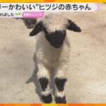 「黒と白のコントラストがかわいい」“世界一かわいい”ヒツジ赤ちゃん誕生　スイス原産　滋賀・米原市