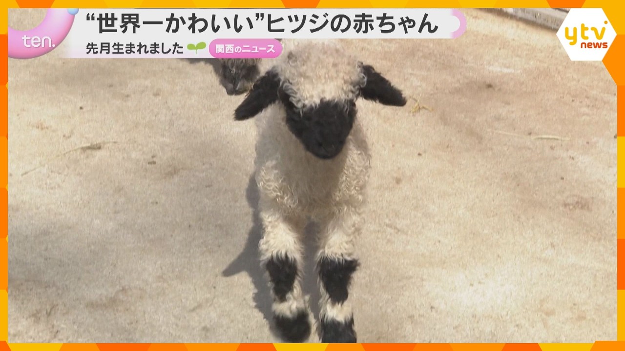 「黒と白のコントラストがかわいい」“世界一かわいい”ヒツジ赤ちゃん誕生　スイス原産　滋賀・米原市
