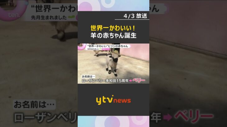 「黒と白のコントラストがかわいい」“世界一かわいい”ヒツジ赤ちゃん誕生　スイス原産　滋賀・米原市　#shorts　#読売テレビニュース