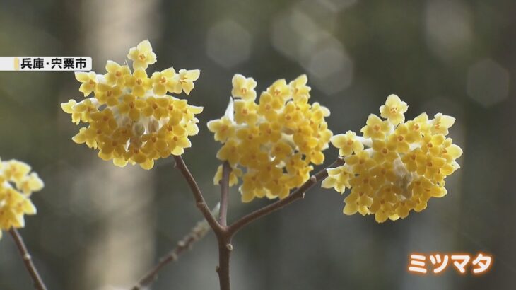 斜面を黄色に染めるミツマタの花　宍粟市