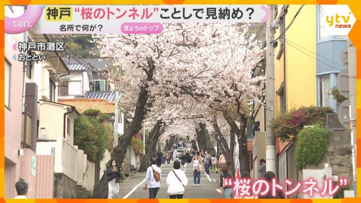「なんか寂しい」“桜のトンネル”今シーズンで見納め？神戸の名所で何が…　半数超を伐採し植え直しへ