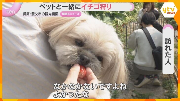 「すごい食べる」「なかなかない」ペットと一緒にイチゴ狩りができる観光農園にぎわう　兵庫・養父市