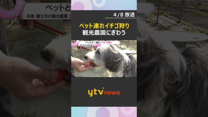 「すごい食べる」「なかなかない」ペットと一緒にイチゴ狩りができる観光農園にぎわう　兵庫・養父市　#shorts　#読売テレビニュース