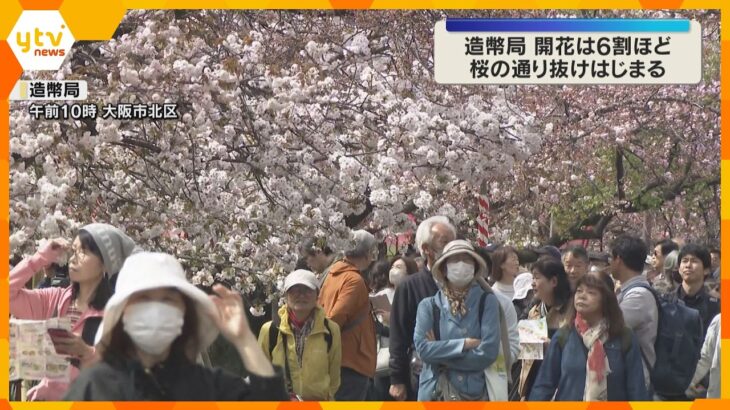 「感動して胸がいっぱい」大阪の春彩る造幣局「桜の通り抜け」始まる　咲き誇る140品種、約330本