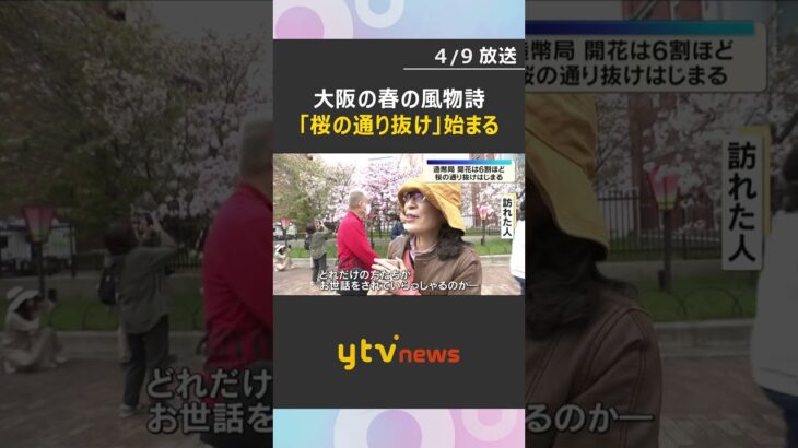 「感動して胸がいっぱい」大阪の春彩る造幣局「桜の通り抜け」始まる　咲き誇る140品種、約330本　#shorts　#読売テレビニュース