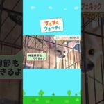 世界で最も小さいキツネ『フェネック』をウォッチ！大きな耳のヒミツとは？ Rare ZOO#shorts #読売テレビニュース #じゅーっと #すくすくウォッチ ＃フェネック