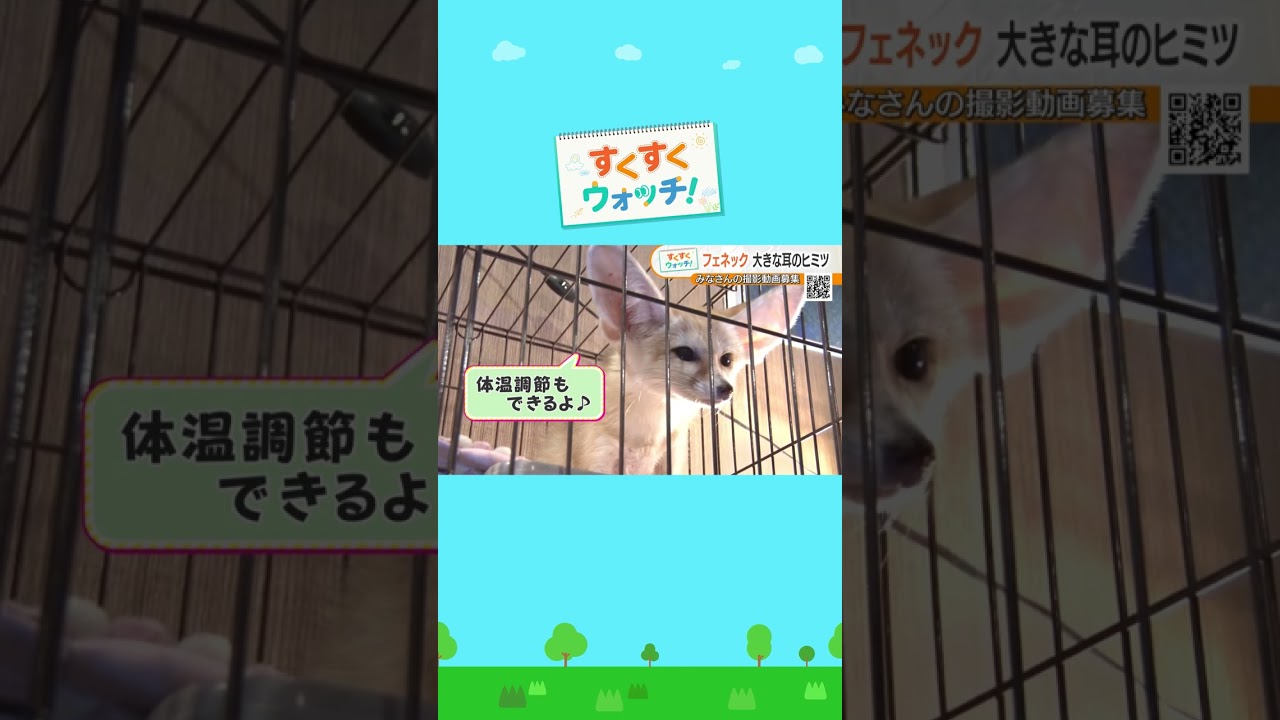 世界で最も小さいキツネ『フェネック』をウォッチ！大きな耳のヒミツとは？ Rare ZOO#shorts #読売テレビニュース #じゅーっと #すくすくウォッチ ＃フェネック