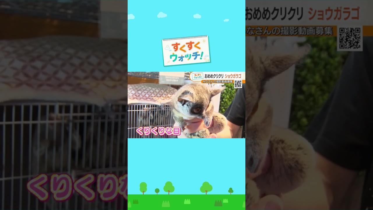 夜行性の動物の赤ちゃんをウォッチ！クリクリのおめめが特徴のどうぶつが登場！ Rare ZOO#shorts #読売テレビニュース #じゅーっと #すくすくウォッチ ＃ショウガラゴ