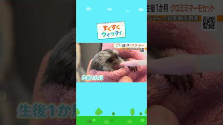 生後１ヶ月の貴重な姿！サルの仲間｢クロミミマーモセット｣　Rare ZOO　#shorts #読売テレビニュース #じゅーっと #すくすくウォッチ