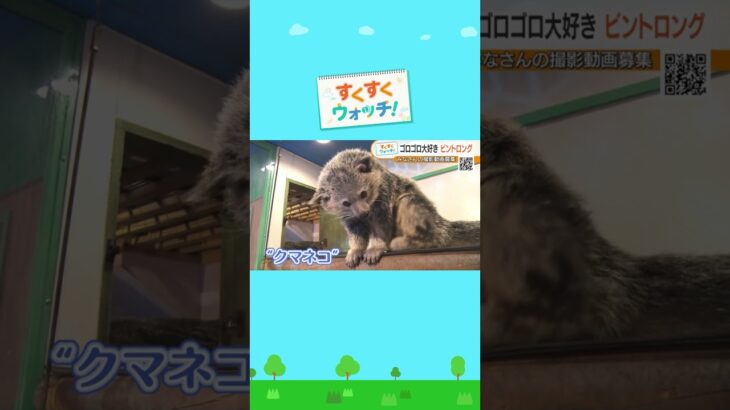 寝てばかりなのに存在感抜群！　謎のねこ「ビントロング」Rare ZOO　#shorts #読売テレビニュース #じゅーっと #すくすくウォッチ #ビントロング