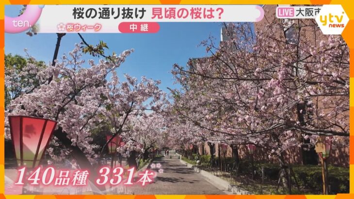 造幣局「桜の通り抜け」始まる　今年の花は『御衣黄』 140品種・331本　これから見ごろの桜も