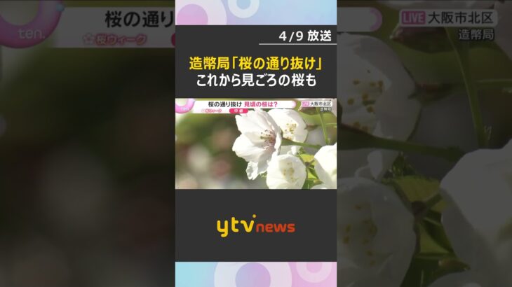 造幣局「桜の通り抜け」始まる　今年の花は『御衣黄』 140品種・331本　これから見ごろの桜も　#shorts　#読売テレビニュース