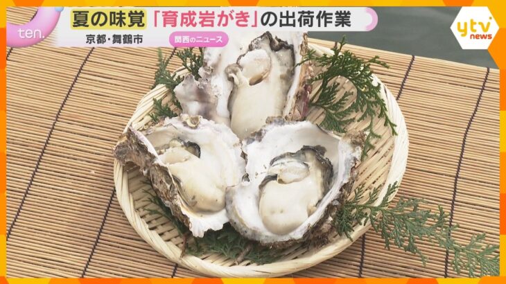 夏の味覚「育成岩がき」の出荷作業　大ぶりな身と濃厚な味わいが特徴　今年は上々の出来　京都・舞鶴市