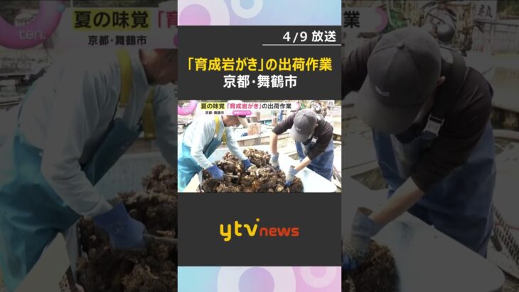 大ぶりな身と濃厚な味わいが特徴　夏の味覚「育成岩がき」の出荷作業、今年は上々の出来　京都・舞鶴市　#shorts　#読売テレビニュース