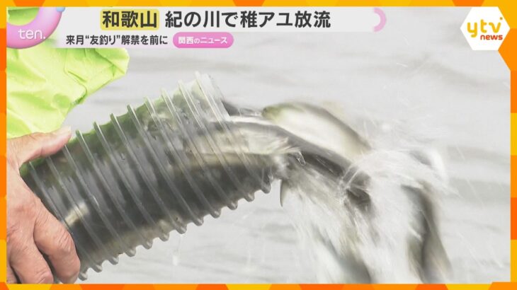 和歌山・紀の川で稚アユの放流　初夏の風物詩「友釣り」解禁前に、1か月で20万匹、3トンを放流予定