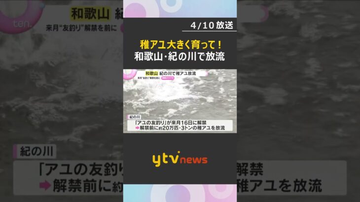 和歌山・紀の川で稚アユの放流　初夏の風物詩「友釣り」解禁前に、1か月で20万匹、3トンを放流予定　#shorts　#読売テレビニュース