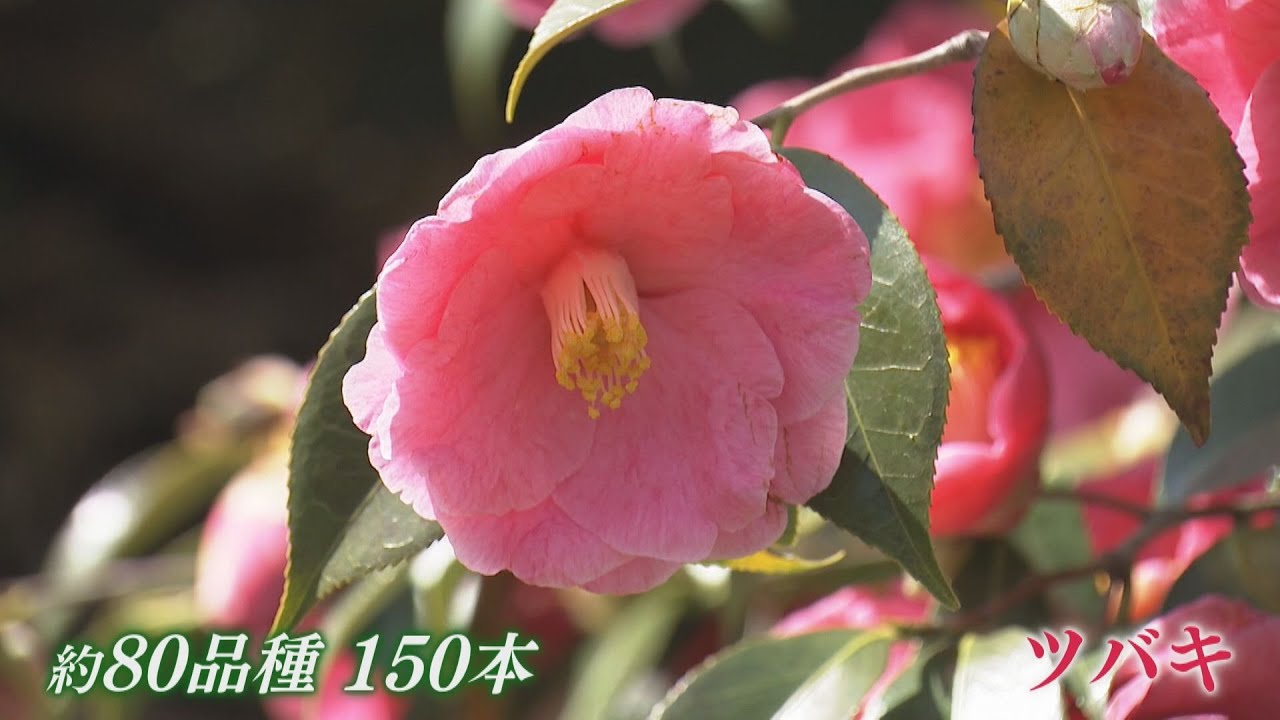 「にぎやかで癒される」色鮮やかなツバキの花が見ごろ　境内に咲き誇る『花の寺』兵庫・加古川の円照寺