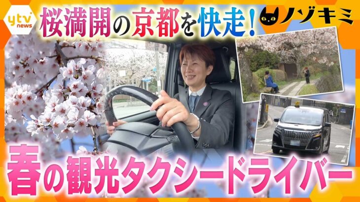 桜満開の京都！観光タクシーの名物ドライバー、共に楽しむ “おもてなし”の裏側【かんさい情報ネット ten./ノゾキミ】