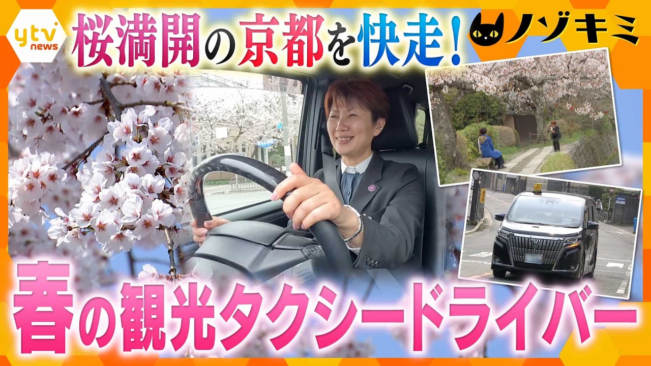 桜満開の京都！観光タクシーの名物ドライバー、共に楽しむ “おもてなし”の裏側【かんさい情報ネット ten./ノゾキミ】