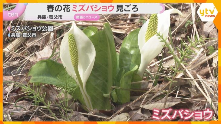 兵庫県の天然記念物、春告げる「ミズバショウ」が見ごろ　3000株が自生し可憐な花　兵庫・養父市