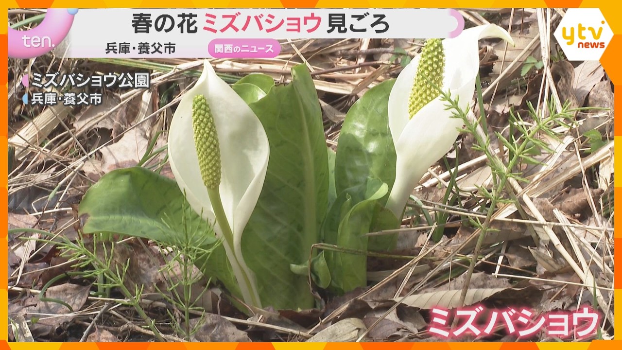 兵庫県の天然記念物、春告げる「ミズバショウ」が見ごろ　3000株が自生し可憐な花　兵庫・養父市