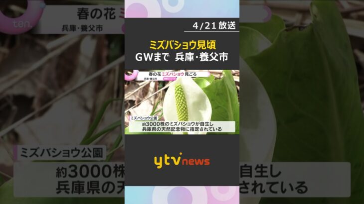兵庫県の天然記念物、春告げる「ミズバショウ」が見ごろ　3000株が自生し可憐な花　兵庫・養父市　#shorts　#読売テレビニュース