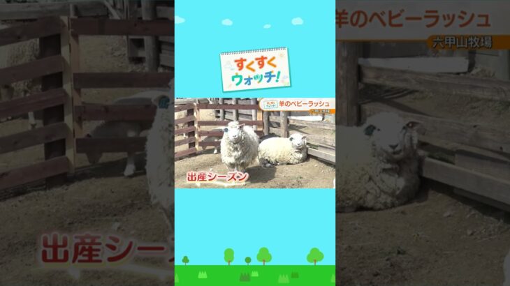 モフモフなヒツジさんたちのベビーラッシュ！六甲山牧場#shorts #読売テレビニュース #じゅーっと #すくすくウォッチ