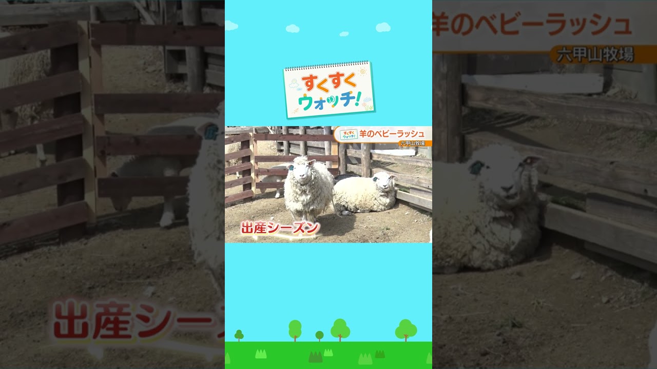 モフモフなヒツジさんたちのベビーラッシュ！六甲山牧場#shorts #読売テレビニュース #じゅーっと #すくすくウォッチ