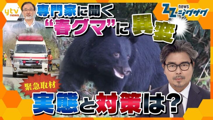 【緊急取材】冬眠明け“春グマ”に異変　市街地に出没多発　実態と対策は？【ニュースジグザグ】