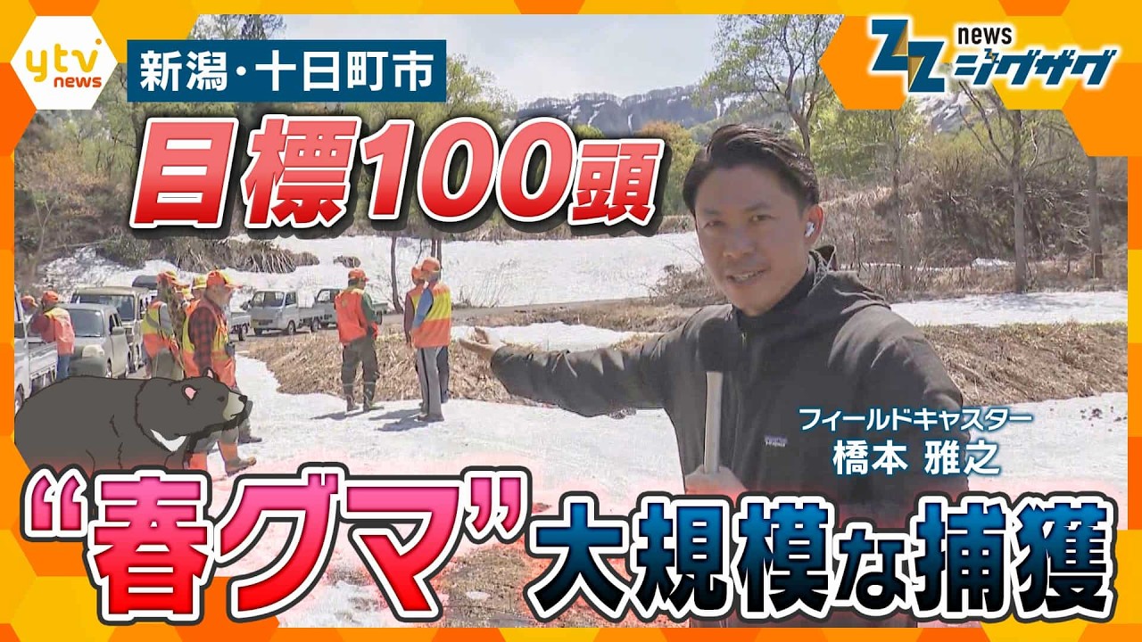 【“春グマ”各地に出没】新潟・十日町市で“大規模捕獲” 目標は「１００頭」【ニュース ジグザグ】