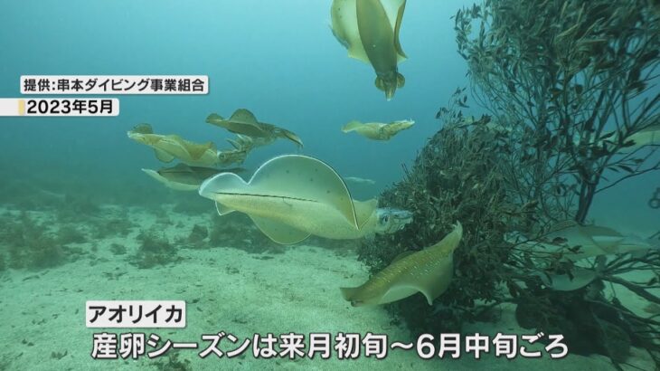 アオリイカ産卵床設置　串本沖にダイバーら