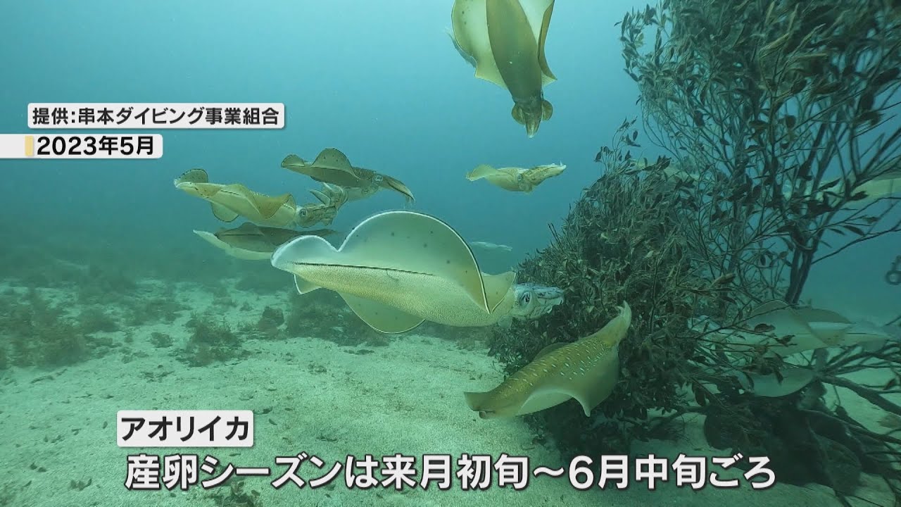 アオリイカ産卵床設置　串本沖にダイバーら