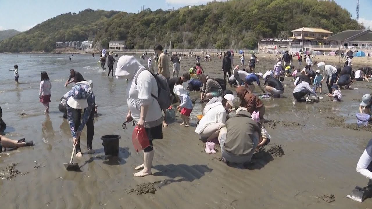 新舞子浜の潮干狩り　大型連休でにぎわう