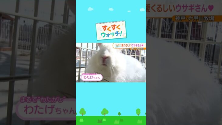 牧場の中で一番小さい動物“ウサギ”をウォッチ！六甲山牧場#shorts #読売テレビニュース #じゅーっと #すくすくウォッチ